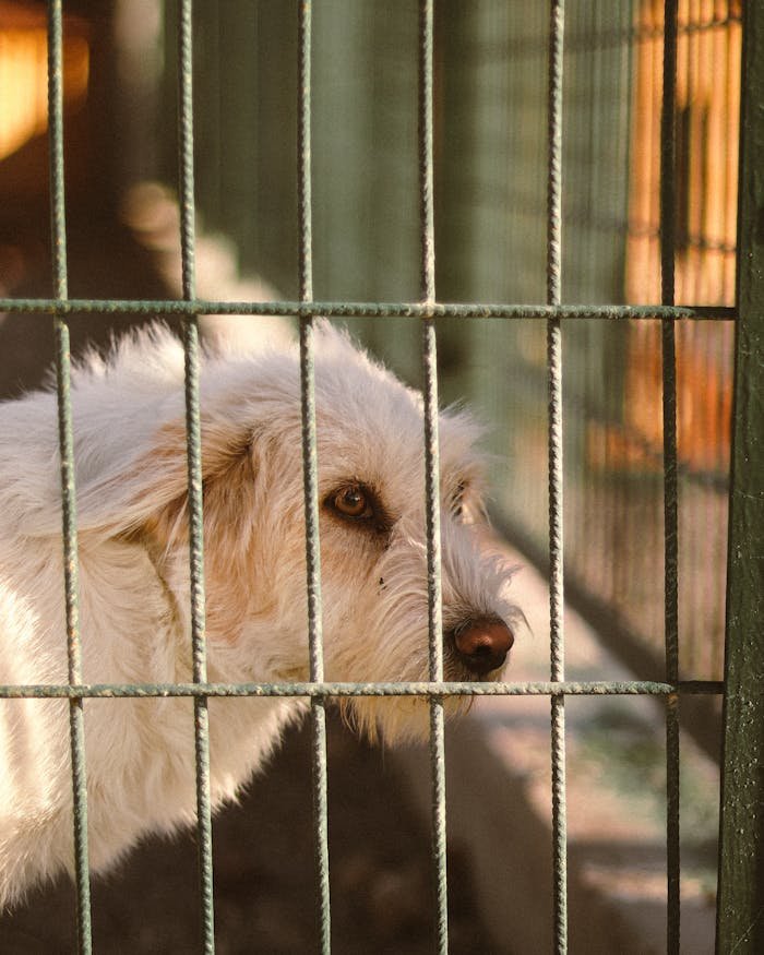 hero-services A lonely dog gazes through the bars of its cage, highlighting pet adoption needs.